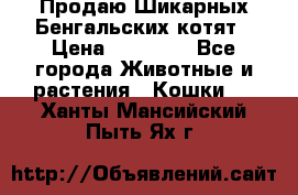 Продаю Шикарных Бенгальских котят › Цена ­ 17 000 - Все города Животные и растения » Кошки   . Ханты-Мансийский,Пыть-Ях г.